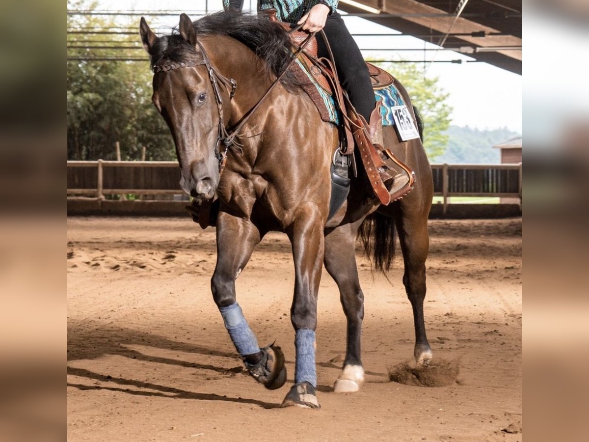 American Quarter Horse Castrone 5 Anni 147 cm Grullo in Schönbrunn