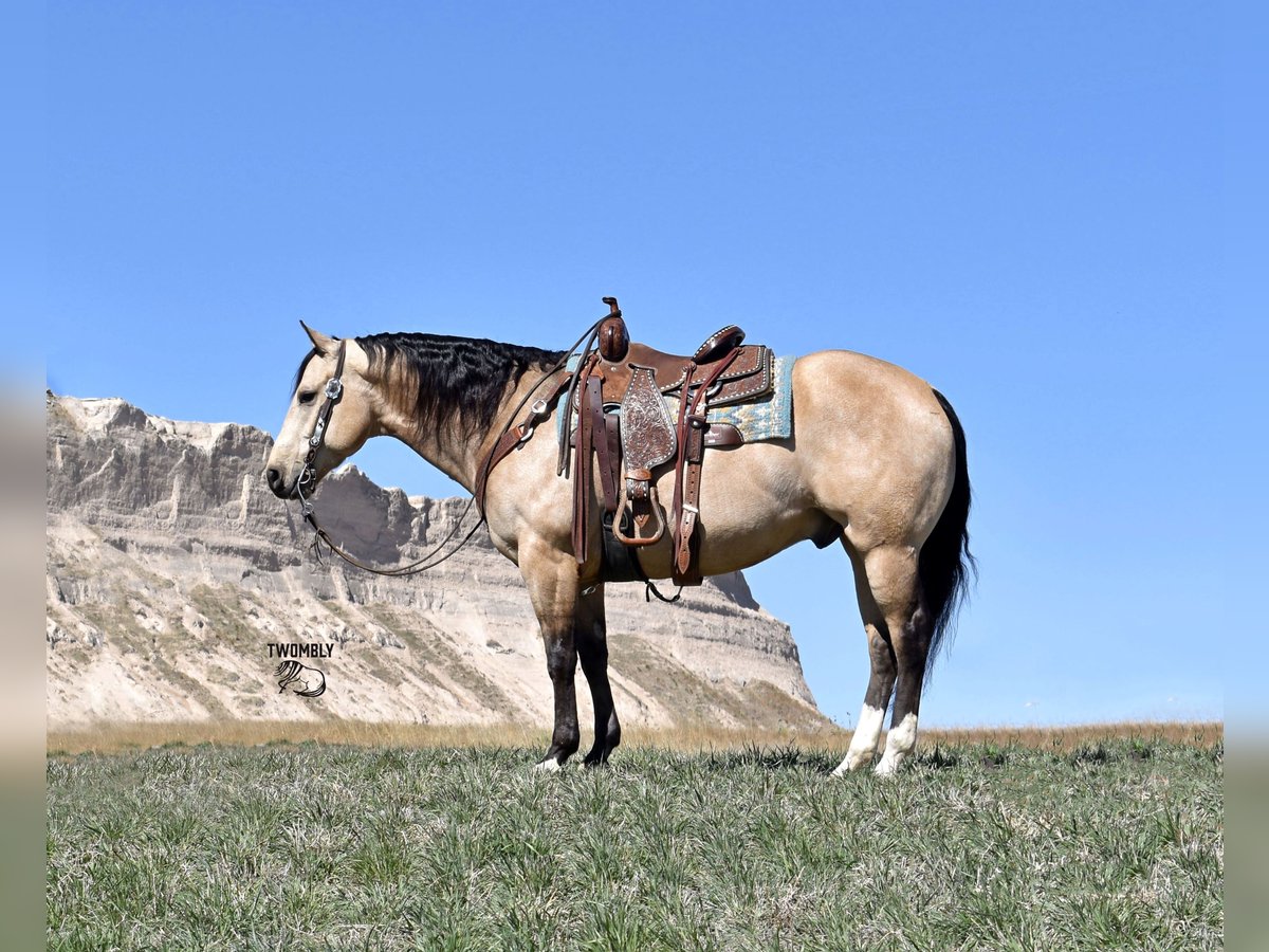 American Quarter Horse Castrone 5 Anni 147 cm Pelle di daino in Bayard, Nebraska