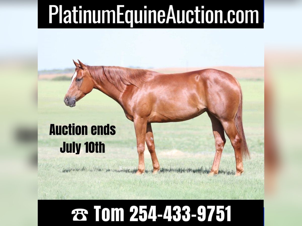 American Quarter Horse Castrone 5 Anni 147 cm Sauro ciliegia in Rising Star TX