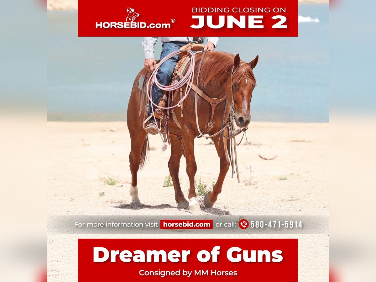 American Quarter Horse Castrone 5 Anni 147 cm Sauro ciliegia in Cave Creek, AZ