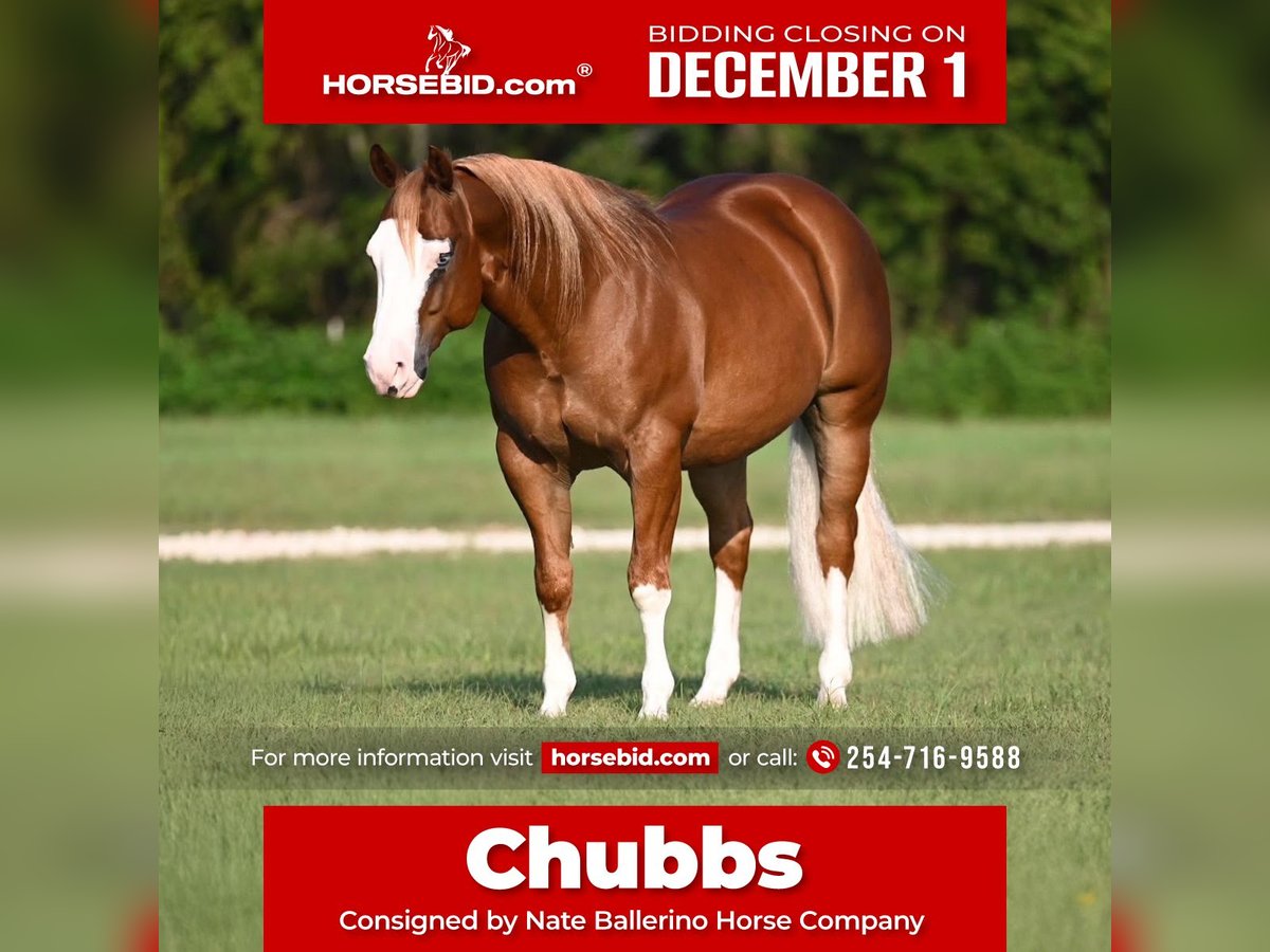 American Quarter Horse Mix Castrone 5 Anni 147 cm Sauro ciliegia in Waco