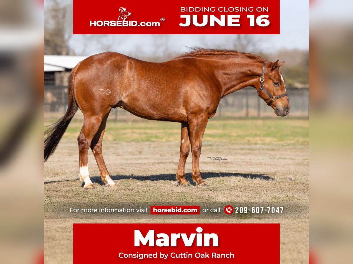 American Quarter Horse Castrone 5 Anni 147 cm Sauro scuro in Plymouth, CA