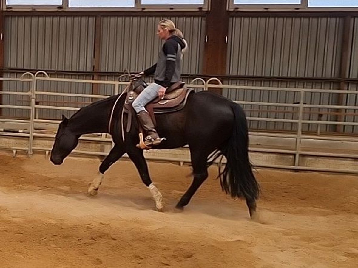 American Quarter Horse Castrone 5 Anni 148 cm Morello in Goslar Goslar