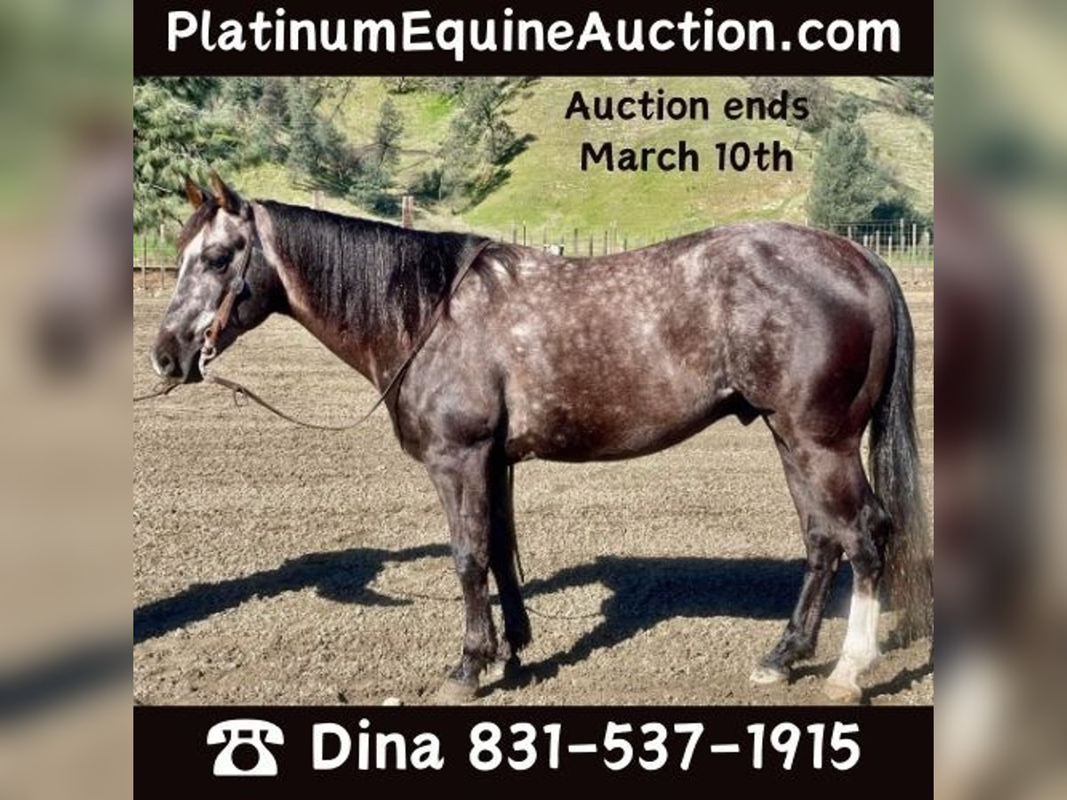 American Quarter Horse Castrone 5 Anni 150 cm Grigio in Paicines CA