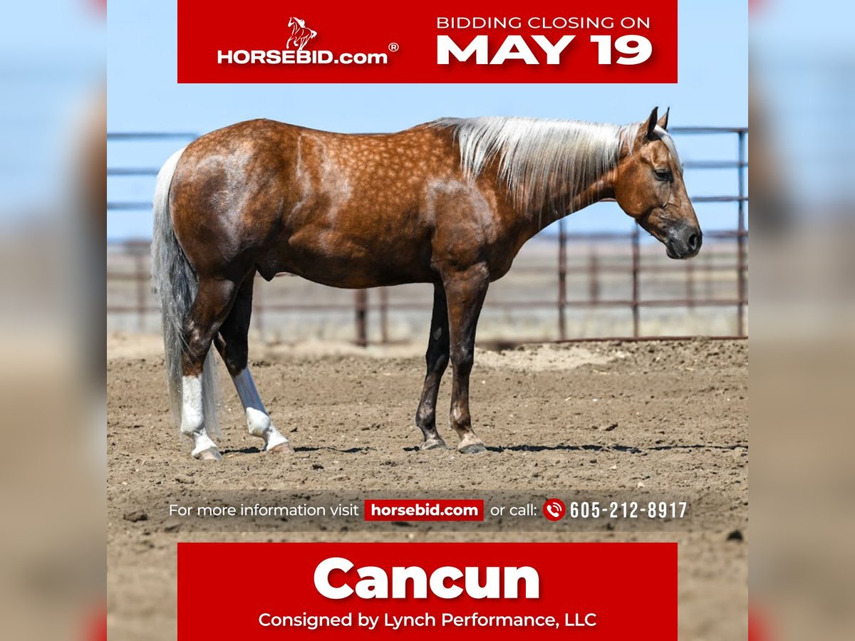 American Quarter Horse Castrone 5 Anni 150 cm Palomino in Canistota, SD