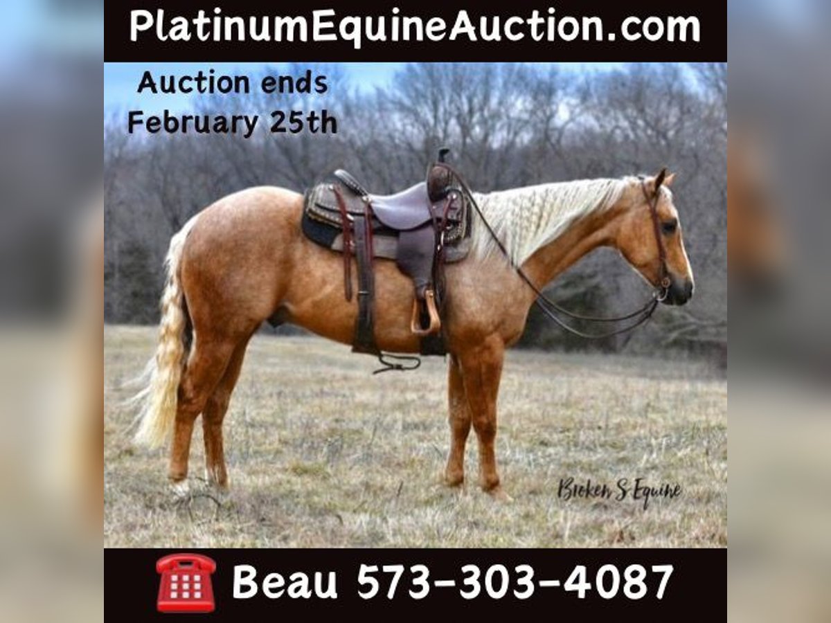 American Quarter Horse Castrone 5 Anni 150 cm Palomino in Sweet Springs, MO