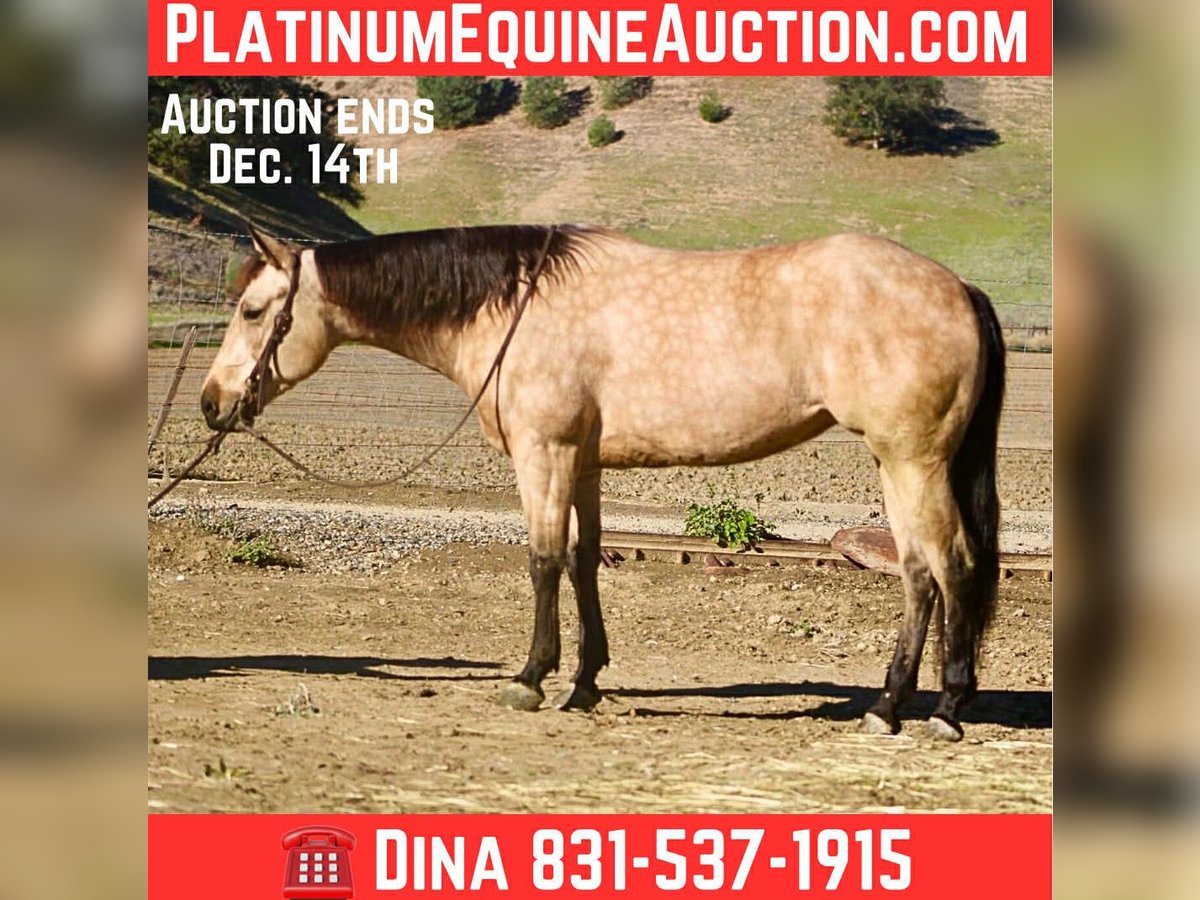 American Quarter Horse Castrone 5 Anni 150 cm Pelle di daino in Paicines CA