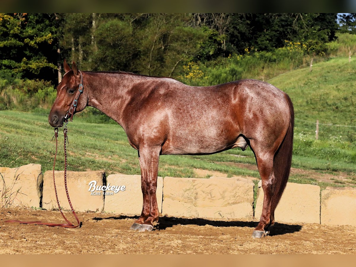 American Quarter Horse Castrone 5 Anni 150 cm Roano rosso in Millersburg