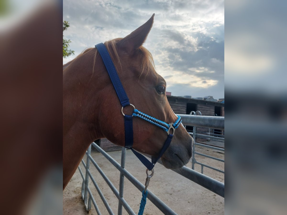 American Quarter Horse Castrone 5 Anni 150 cm Sauro in Gerasdorf