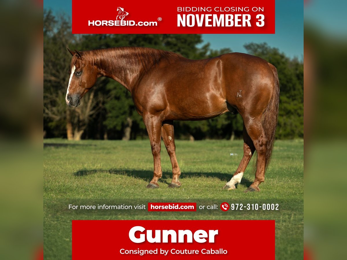 American Quarter Horse Castrone 5 Anni 150 cm Sauro ciliegia in Gainesville American Quarter Horse Castrone 5 Anni 150 cm Sauro ciliegia in Gainesville