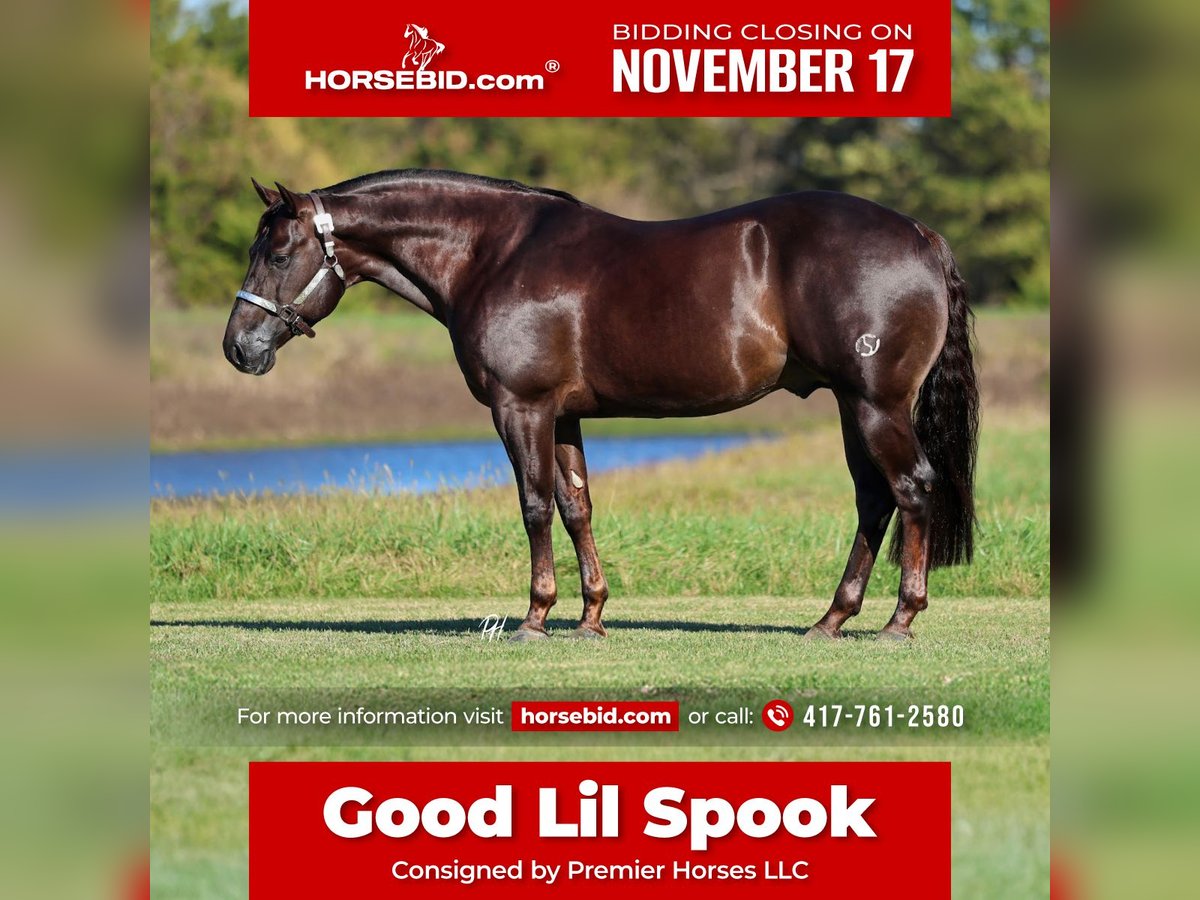 American Quarter Horse Castrone 5 Anni 150 cm Sauro scuro in Buffalo