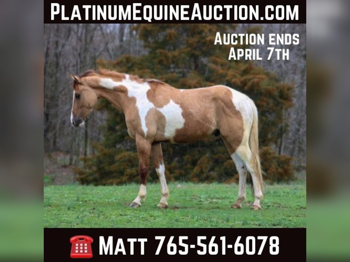 American Quarter Horse Castrone 5 Anni 152 cm Falbo in Lexington IN