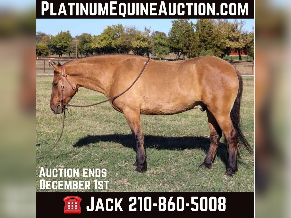 American Quarter Horse Castrone 5 Anni 152 cm Falbo in Milsap TX