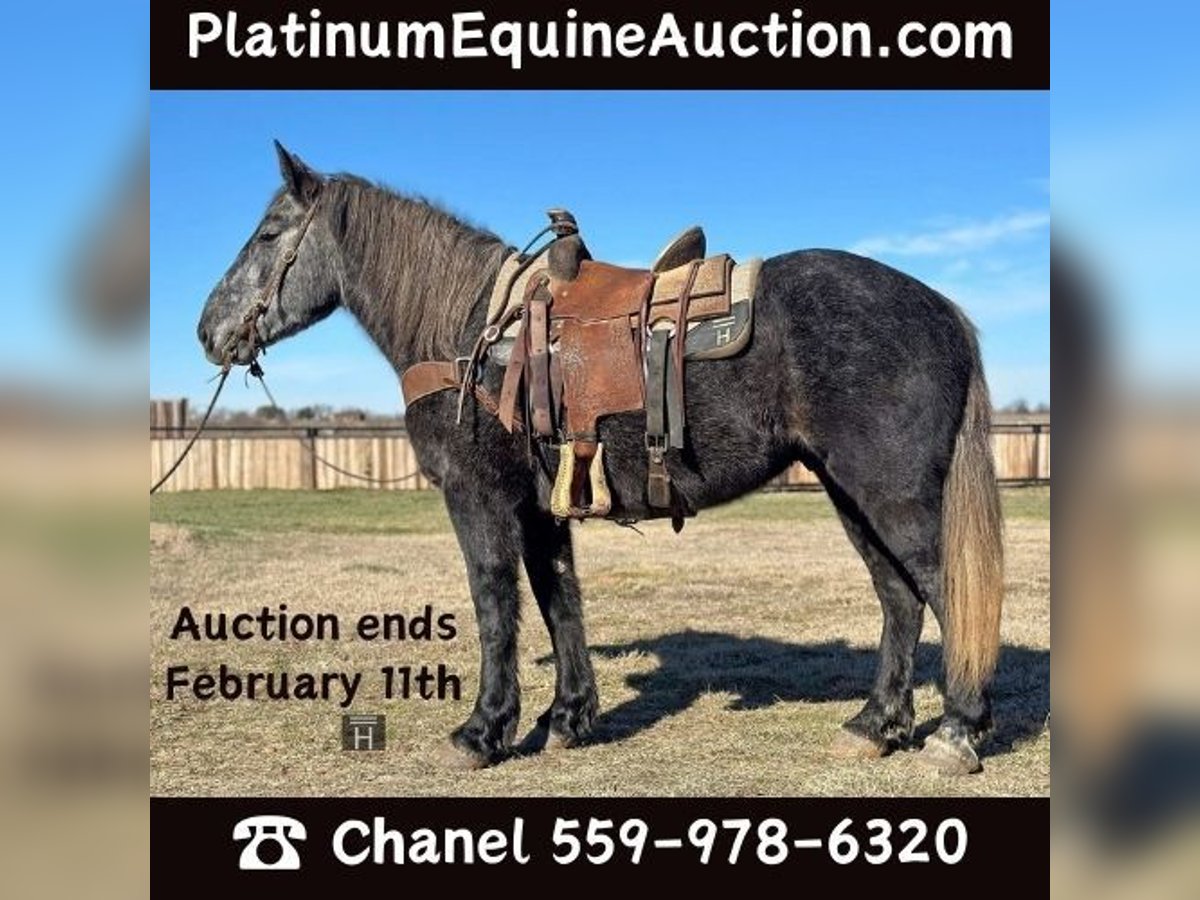 American Quarter Horse Castrone 5 Anni 152 cm Grigio in Jacksboro TX