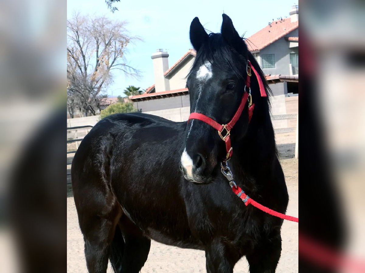 American Quarter Horse Castrone 5 Anni 152 cm Morello in Las Vegas