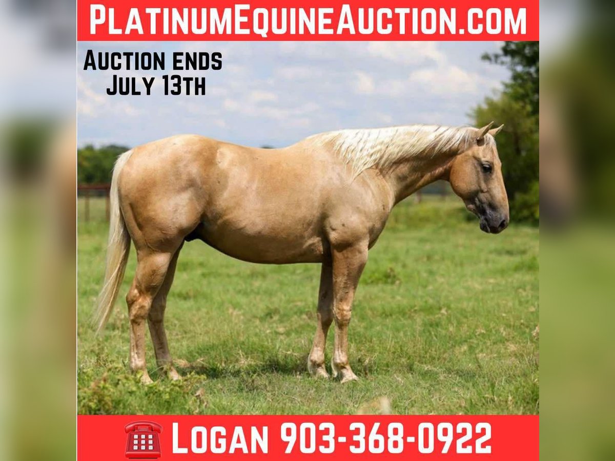 American Quarter Horse Castrone 5 Anni 152 cm Palomino in Canton, TX