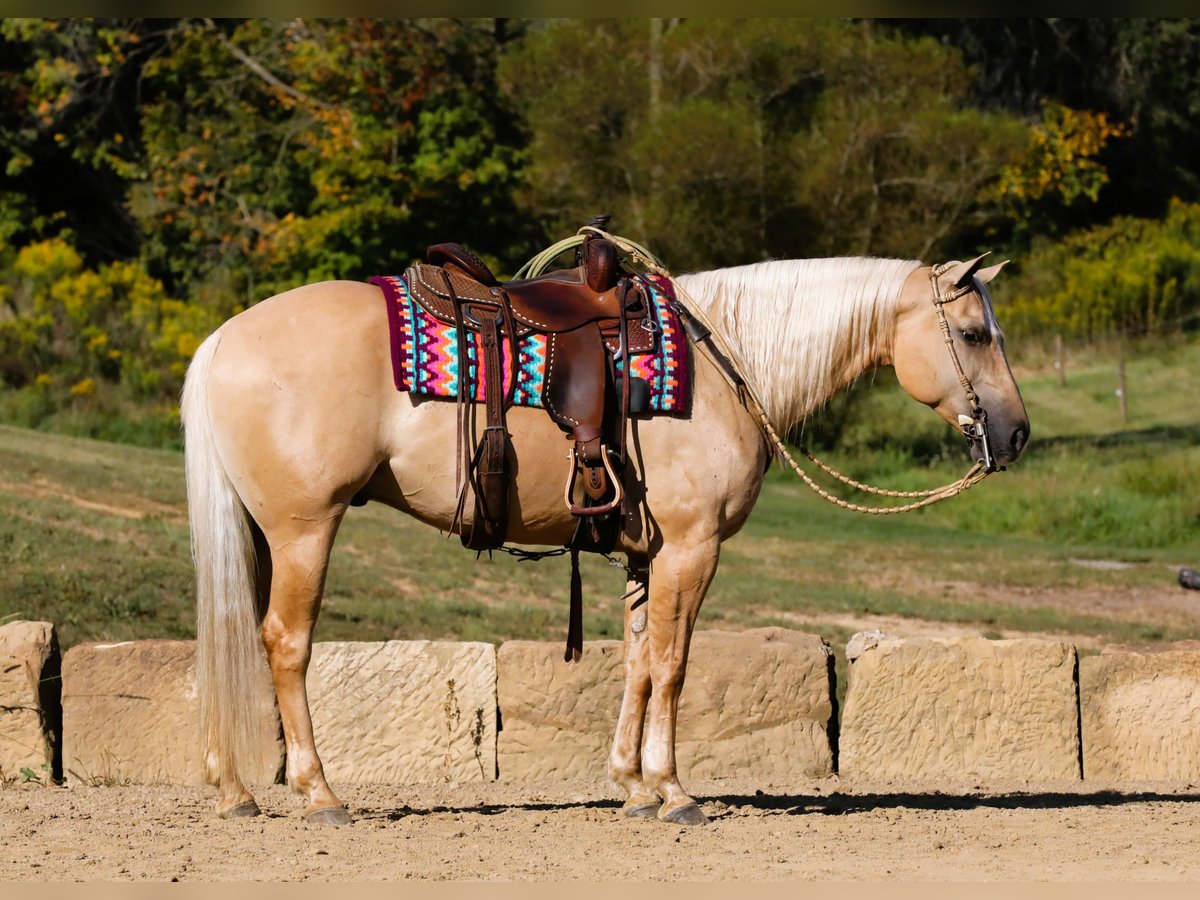 American Quarter Horse Castrone 5 Anni 152 cm Palomino in Millersburg