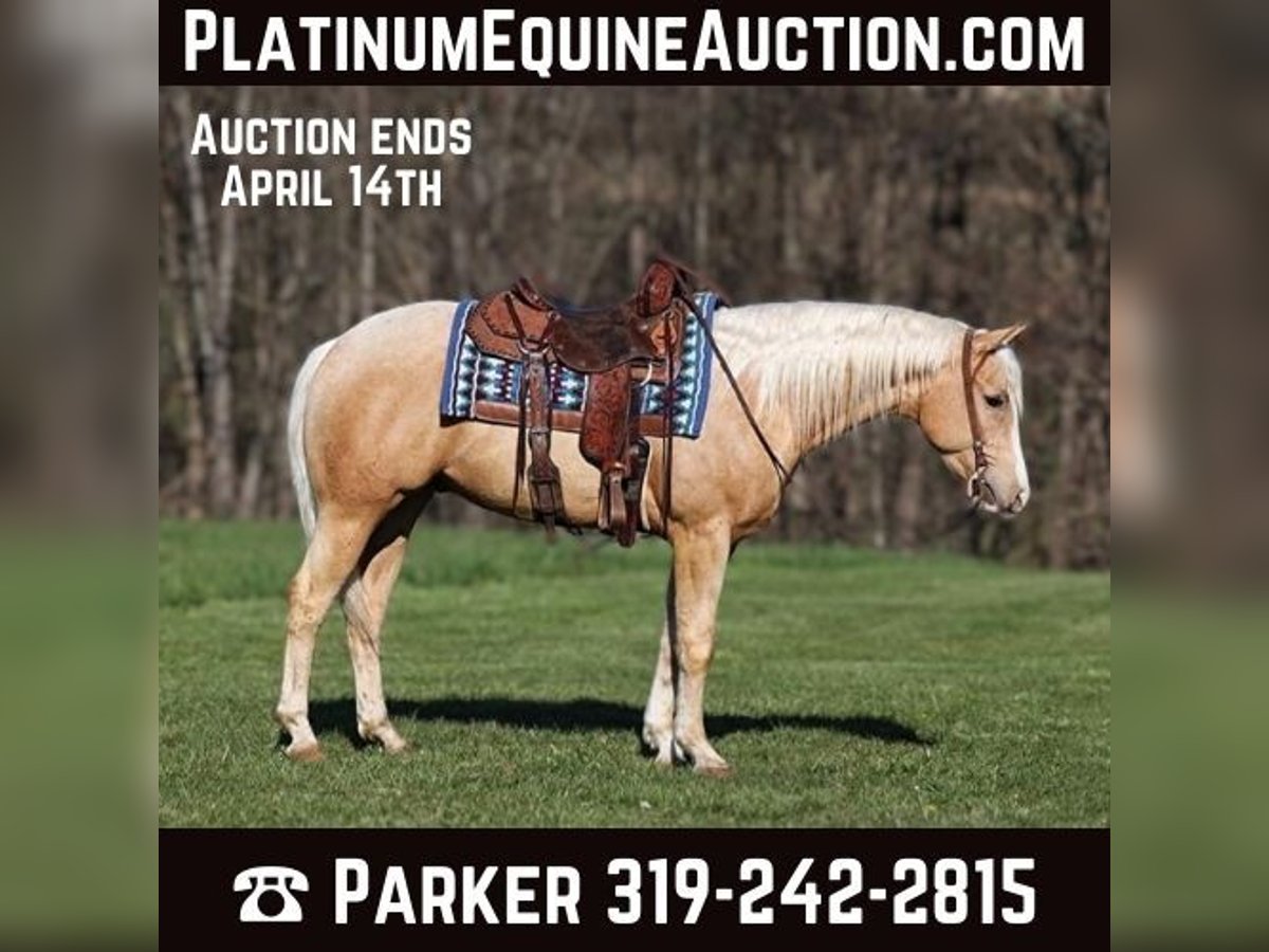 American Quarter Horse Castrone 5 Anni 152 cm Palomino in SOMERSET, KY