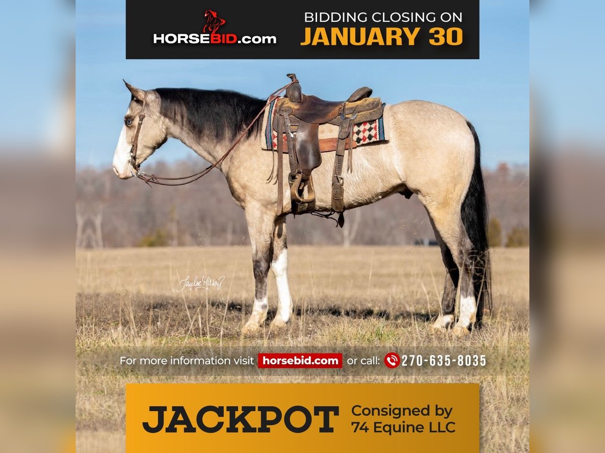 American Quarter Horse Castrone 5 Anni 152 cm Pelle di daino in Madisonville, KY