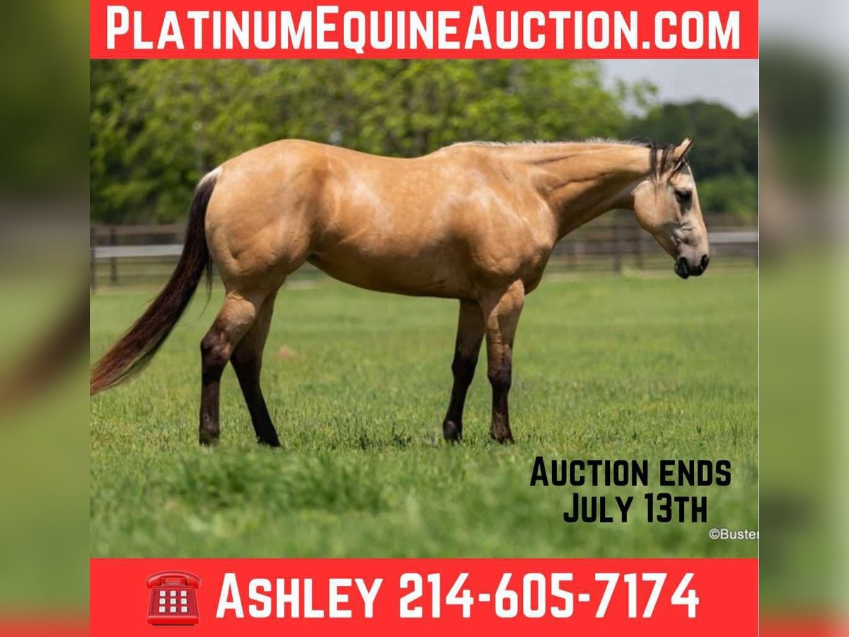 American Quarter Horse Castrone 5 Anni 152 cm Pelle di daino in Weatherford TX