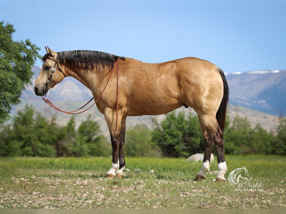 American Quarter Horse Castrone 5 Anni 152 cm Pelle di daino in Cody