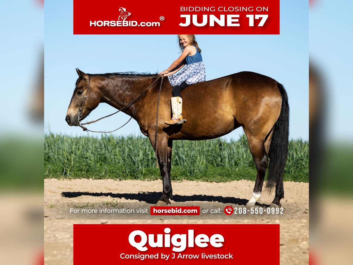 American Quarter Horse Castrone 5 Anni 152 cm Pelle di daino in Caldwell, ID