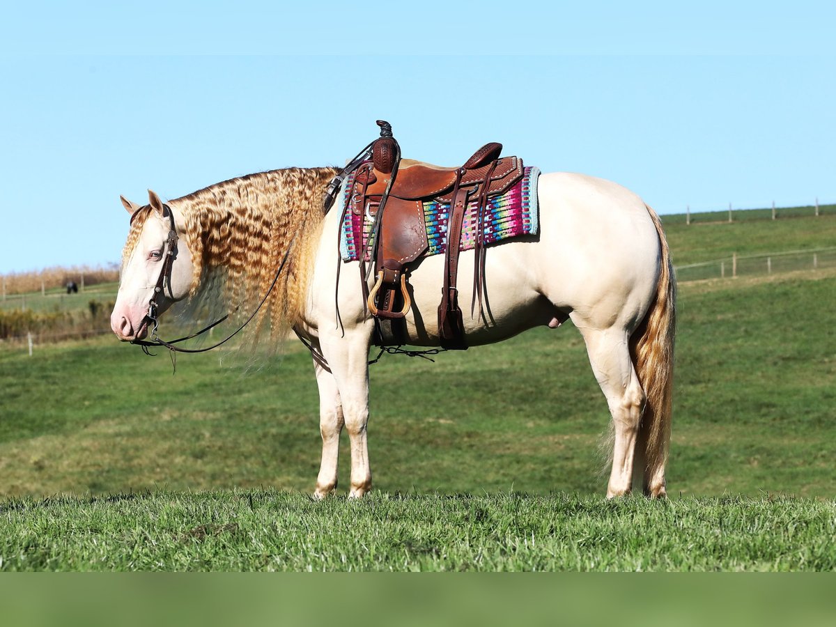 American Quarter Horse Castrone 5 Anni 152 cm Perlino in Millersburg