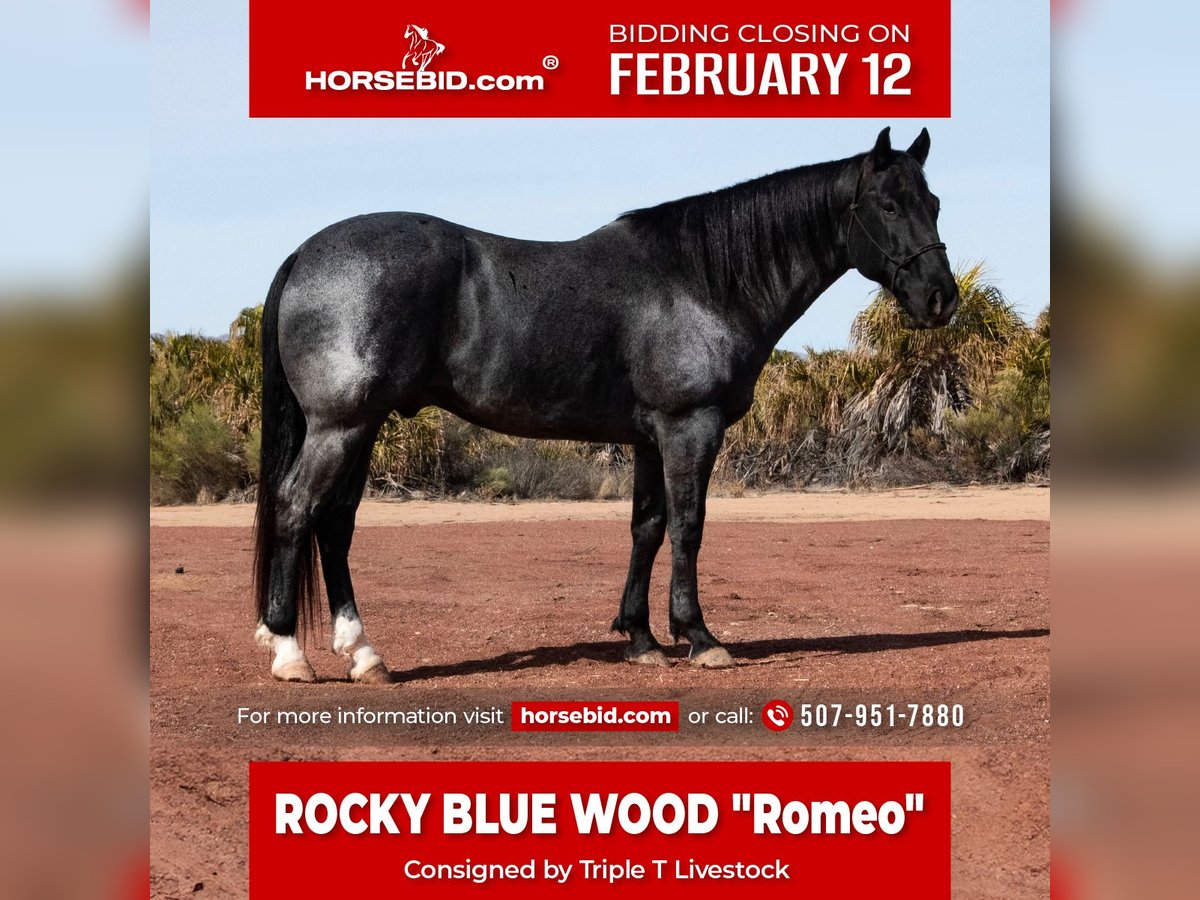 American Quarter Horse Castrone 5 Anni 152 cm Roano blu in Aguila