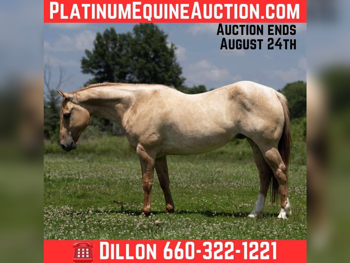 American Quarter Horse Castrone 5 Anni 152 cm Roano rosso in Carrolton MO