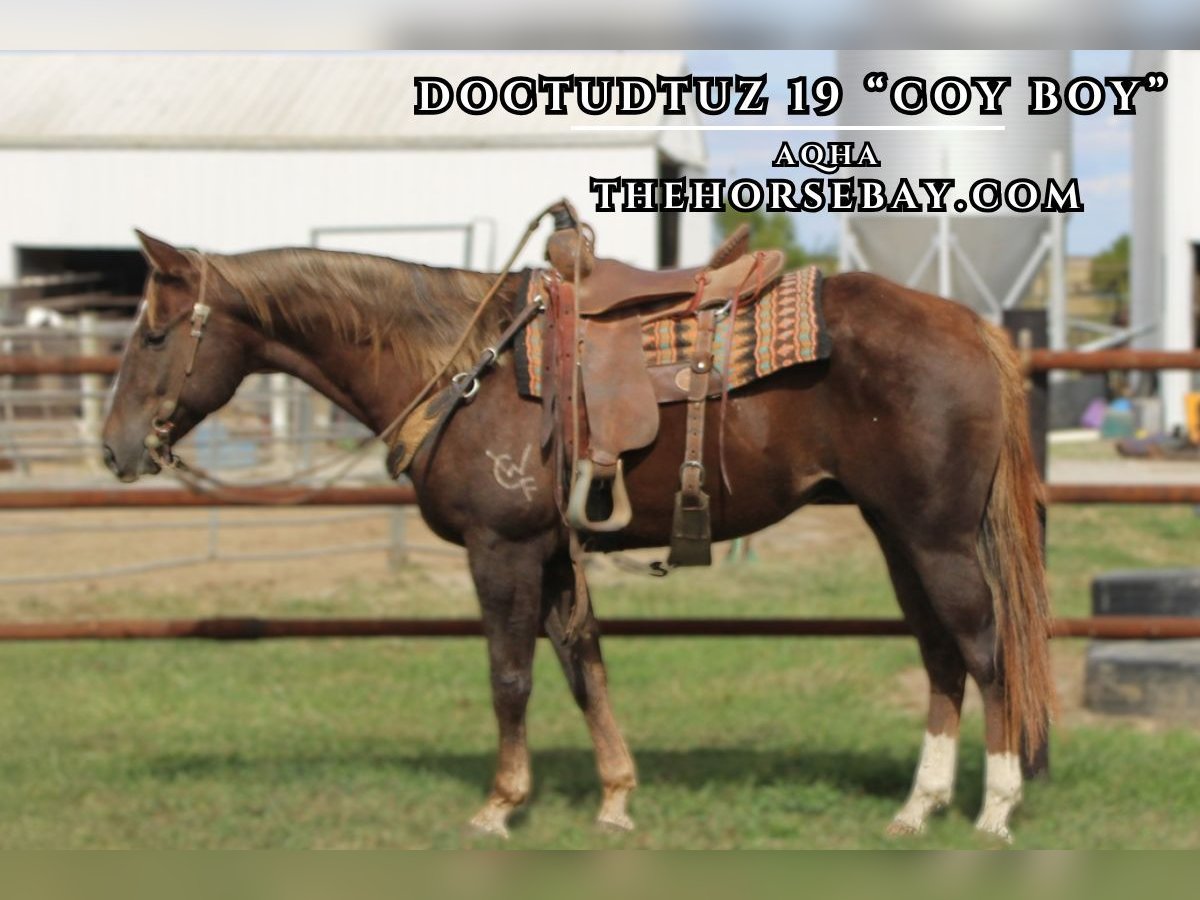 American Quarter Horse Castrone 5 Anni 152 cm Sauro scuro in Charleston, IL