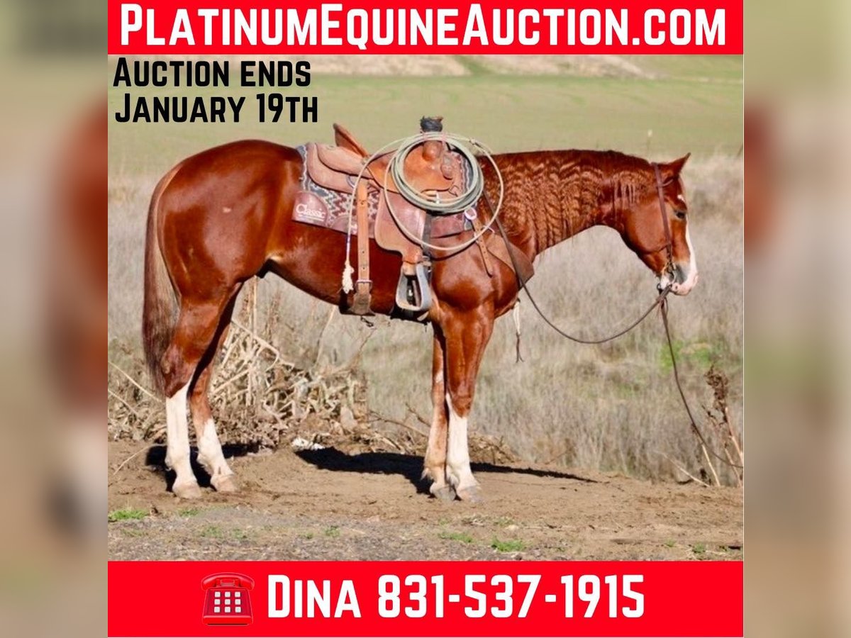 American Quarter Horse Castrone 5 Anni 152 cm Sauro scuro in Paicines CA