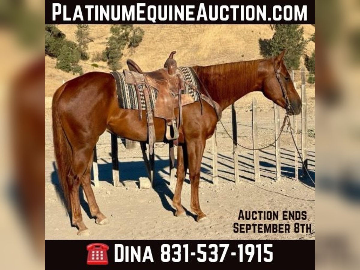 American Quarter Horse Castrone 5 Anni 152 cm Sauro scuro in Paicines CA