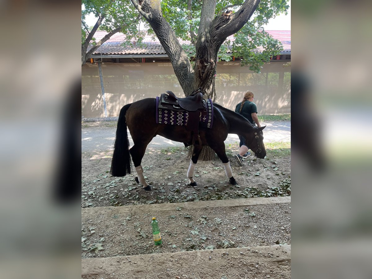 American Quarter Horse Castrone 5 Anni 153 cm Pelle di daino in Bad Abbach