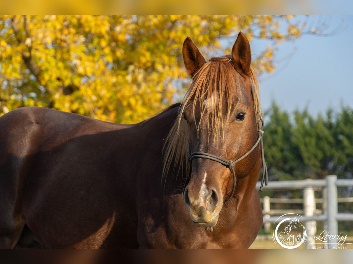 American Quarter Horse Castrone 5 Anni 153 cm Sauro scuro in Carpeneto