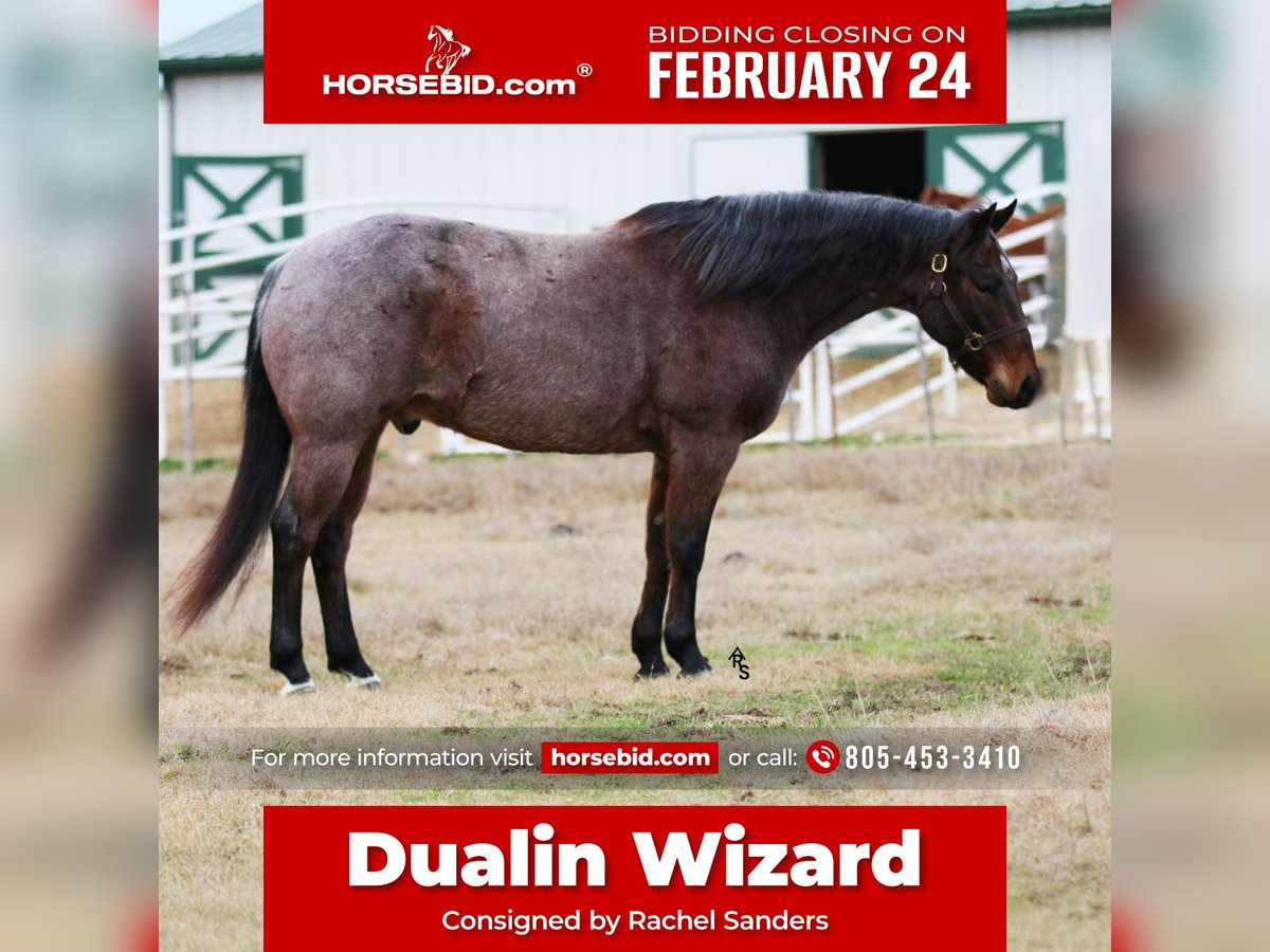 American Quarter Horse Castrone 5 Anni 155 cm Baio roano in Whitesboro, TX