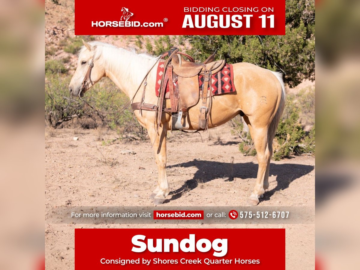 American Quarter Horse Castrone 5 Anni 155 cm Palomino in Cliff, NM