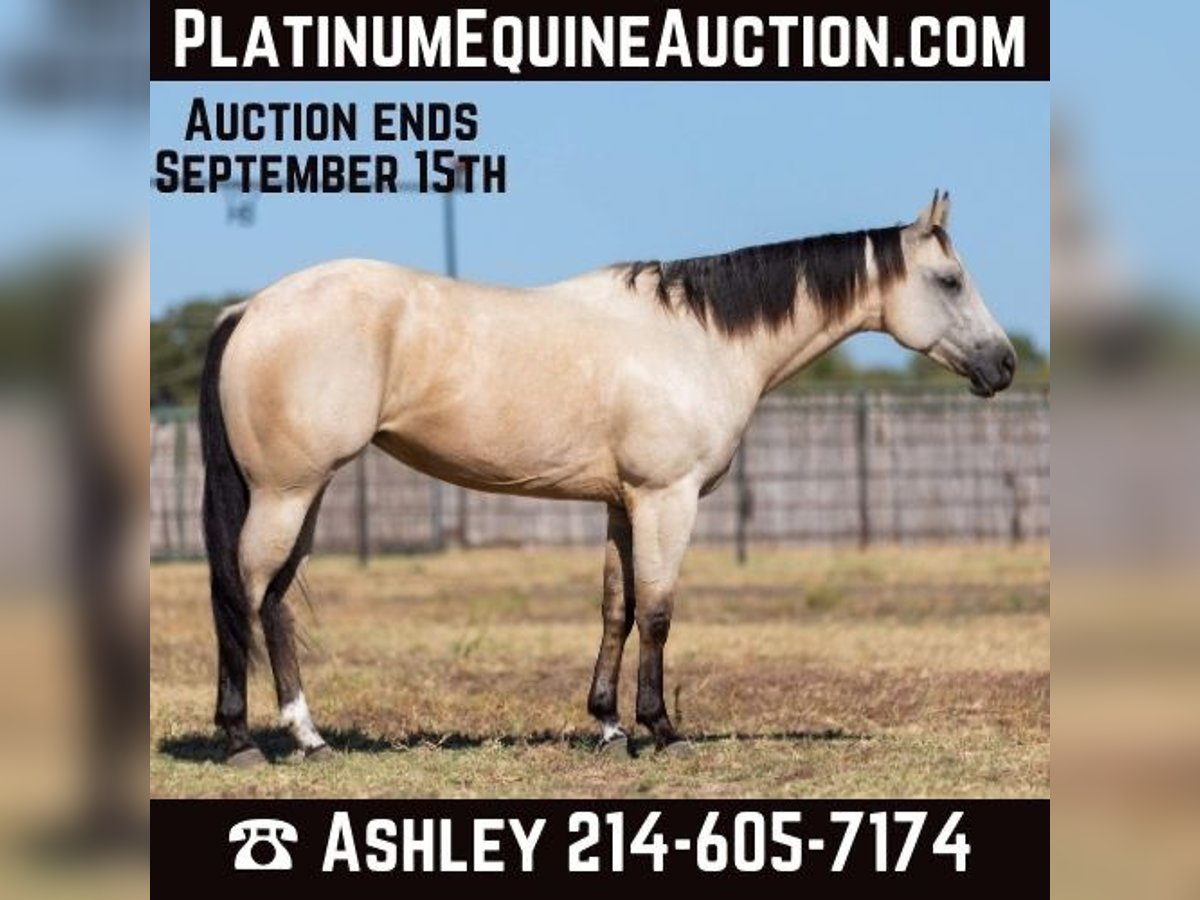 American Quarter Horse Castrone 5 Anni 155 cm Pelle di daino in Weatherford TX