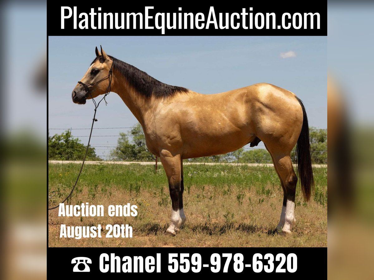 American Quarter Horse Castrone 5 Anni 155 cm Pelle di daino in Byers TX