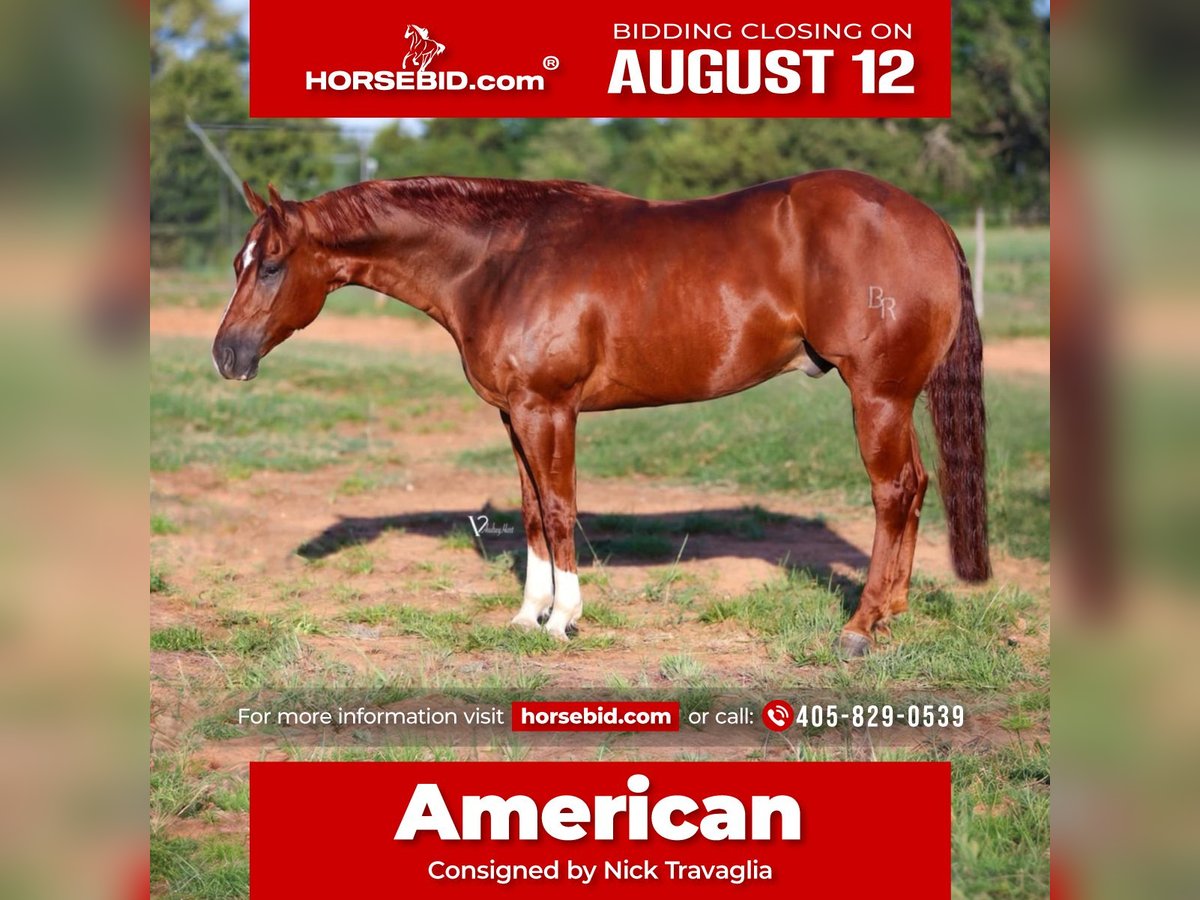 American Quarter Horse Castrone 5 Anni 155 cm Sauro ciliegia in Crowell