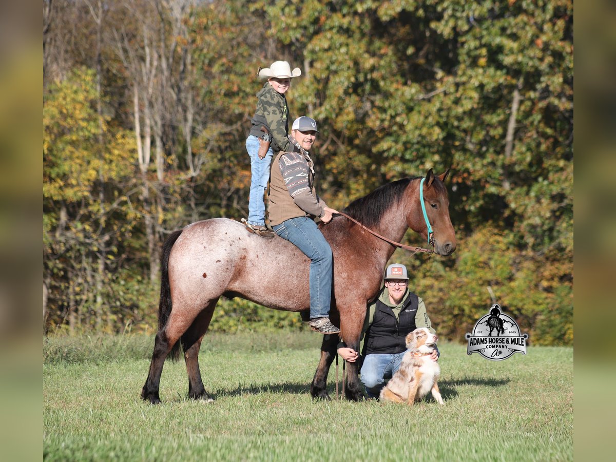 American Quarter Horse Castrone 5 Anni 157 cm Baio roano in Mount Vernon