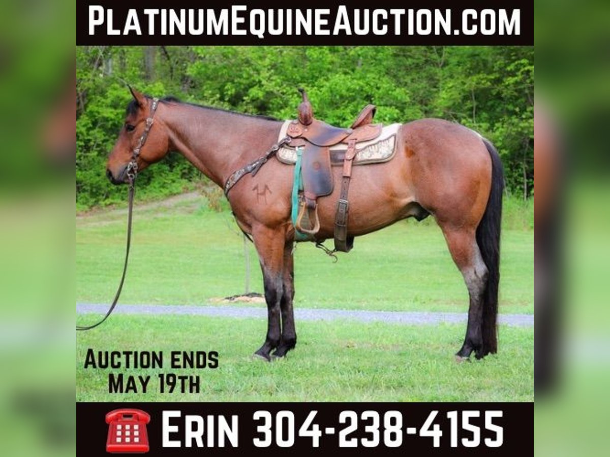 American Quarter Horse Castrone 5 Anni 157 cm Baio roano in Flemingsburg KY