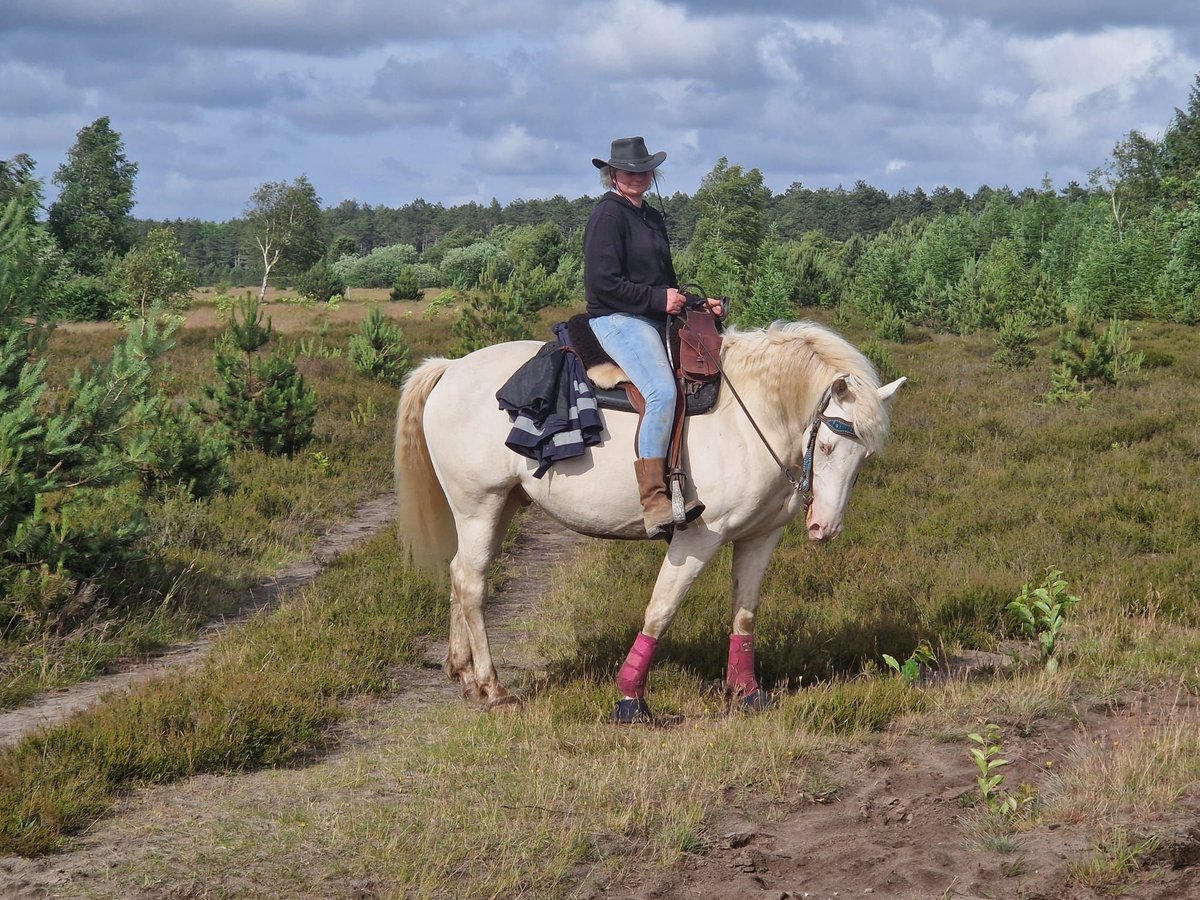 American Quarter Horse Mix Castrone 5 Anni 157 cm Cremello in Cuxhaven