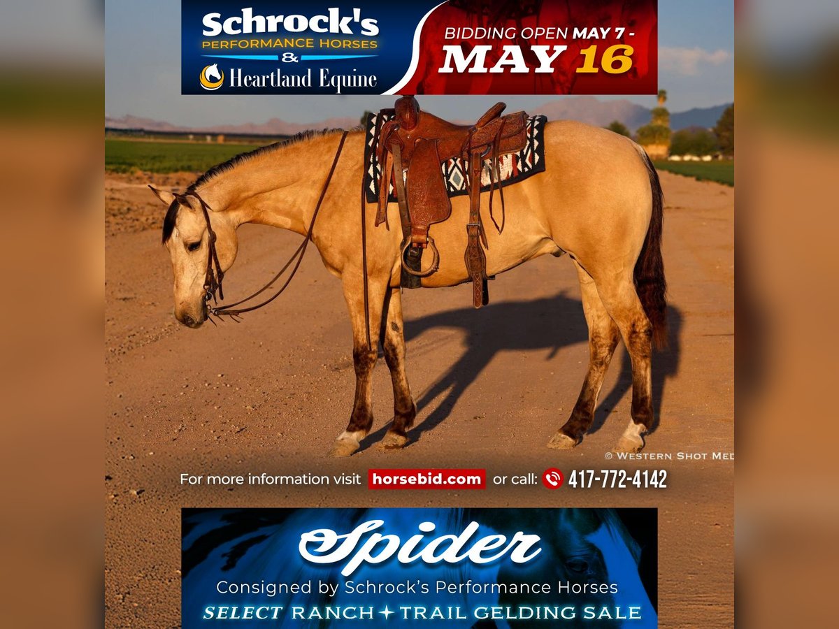 American Quarter Horse Castrone 5 Anni 157 cm Pelle di daino in Buckeye, AZ