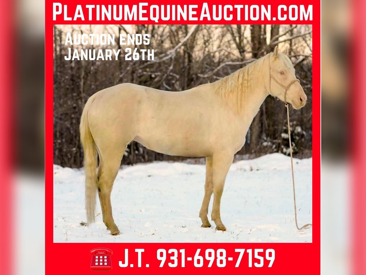 American Quarter Horse Castrone 5 Anni 157 cm Perlino in Santa Fe TN