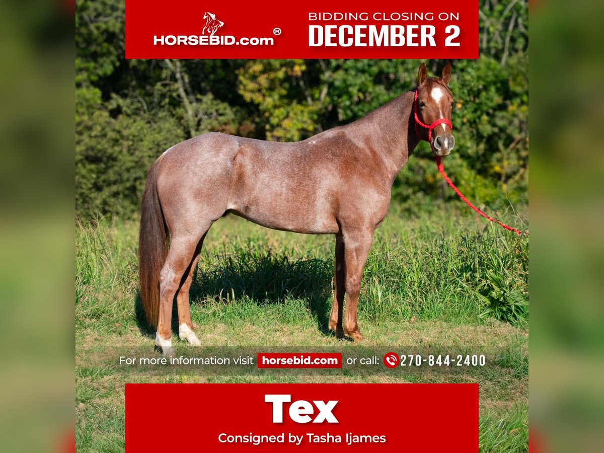 American Quarter Horse Castrone 5 Anni 157 cm Roano rosso in Henderson, KY