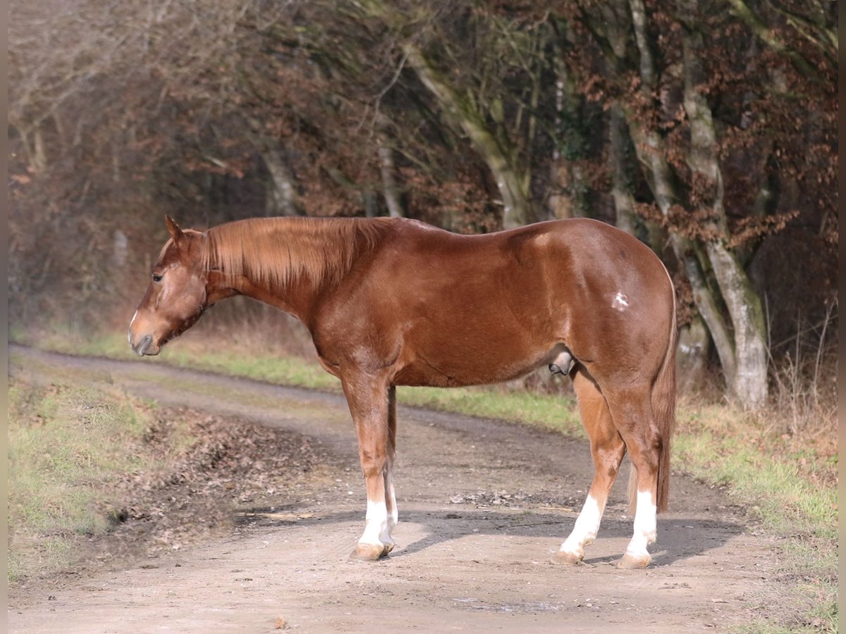 American Quarter Horse Castrone 5 Anni 157 cm Sauro scuro in Mertingen