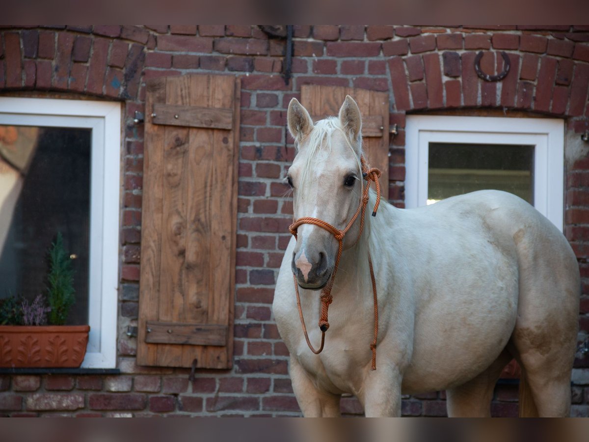 American Quarter Horse Castrone 5 Anni 158 cm Palomino in Straelen