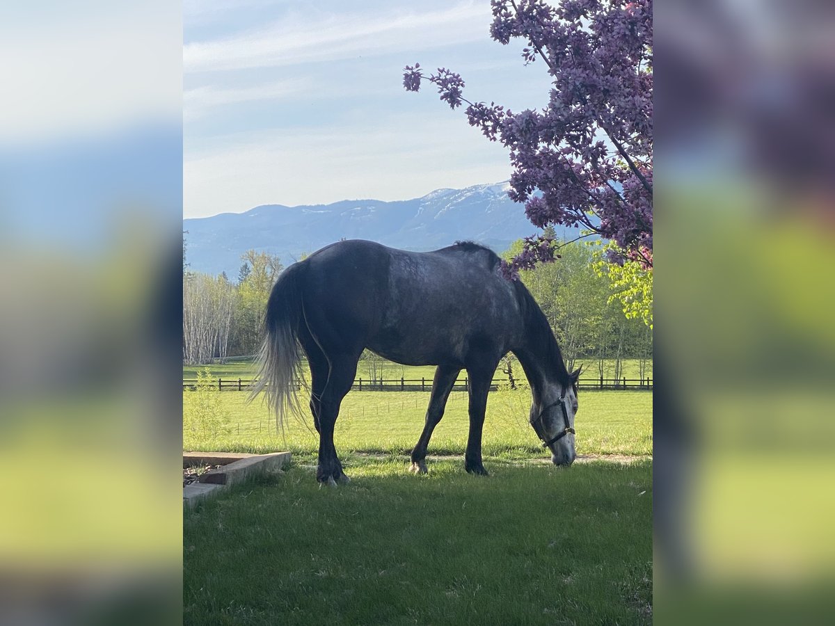 American Quarter Horse Castrone 5 Anni 160 cm Grigio in Columbia Falls