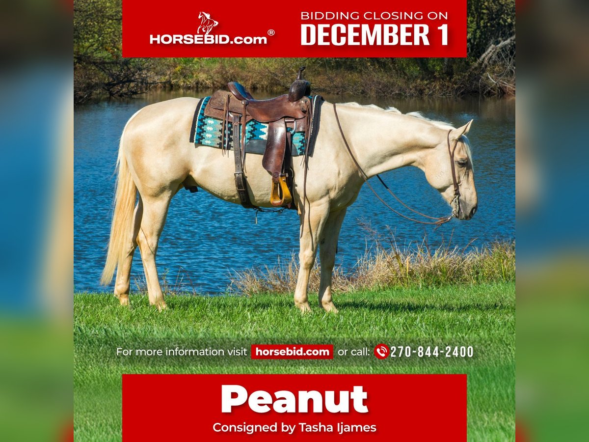 American Quarter Horse Castrone 5 Anni 160 cm Palomino in Henderson