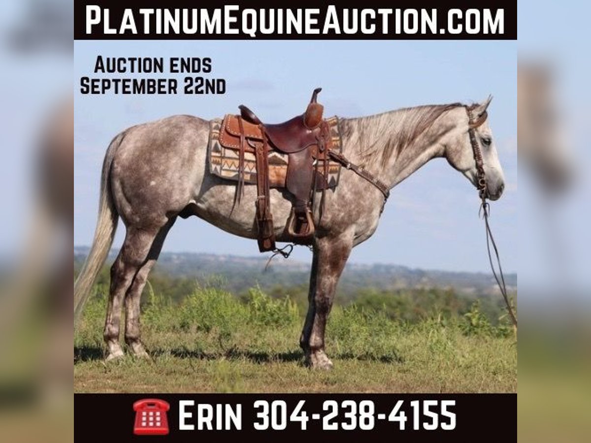 American Quarter Horse Castrone 5 Anni 163 cm Grigio pezzato in Flemingsburg KY